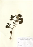 藏品(燈籠草)的圖片